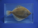 Foto Galerie/Carcharhiniformes/Scyliorhinus stellaris_03_SS.jpg